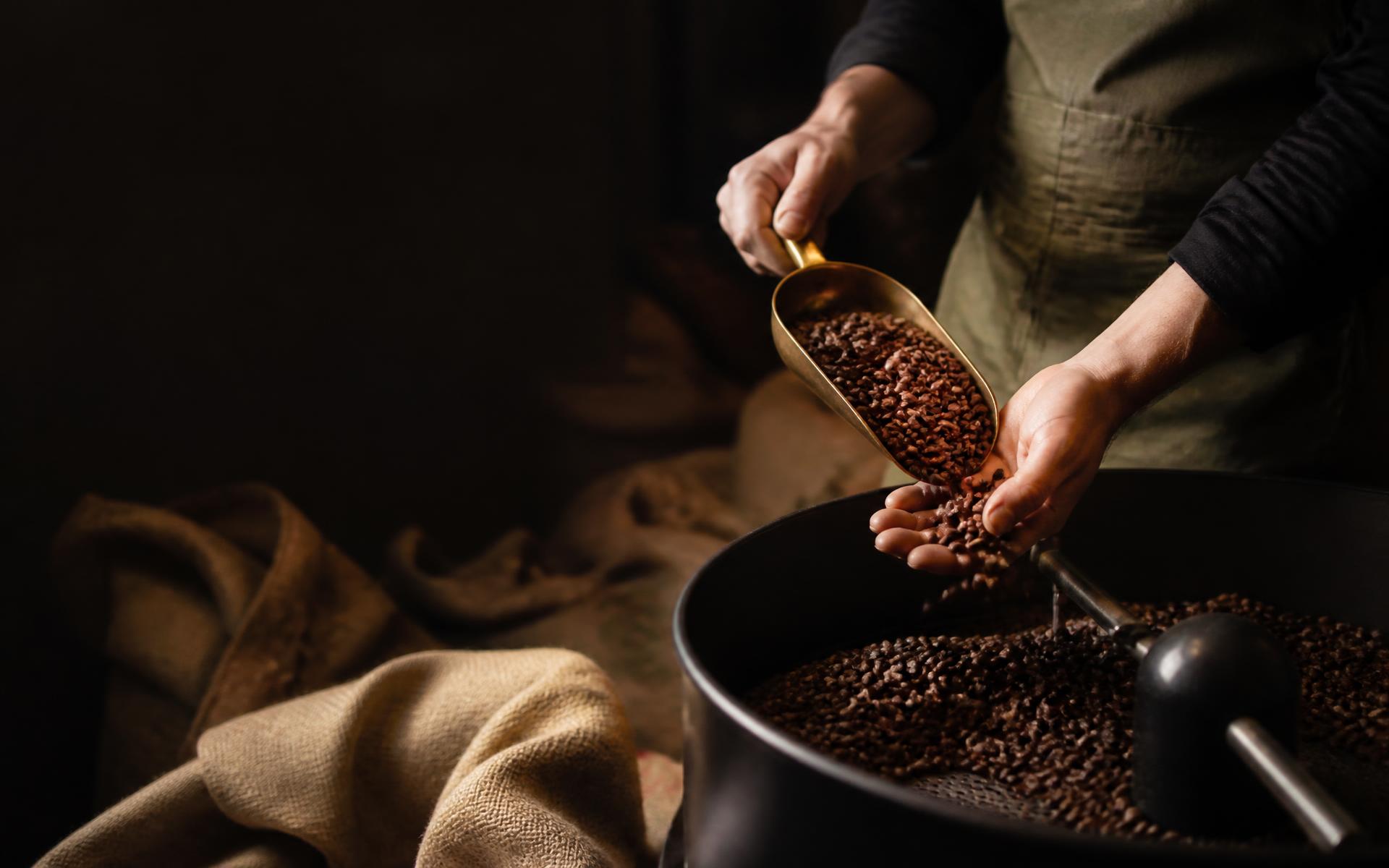 Coffee roaster inspecting a fresh batch of beans